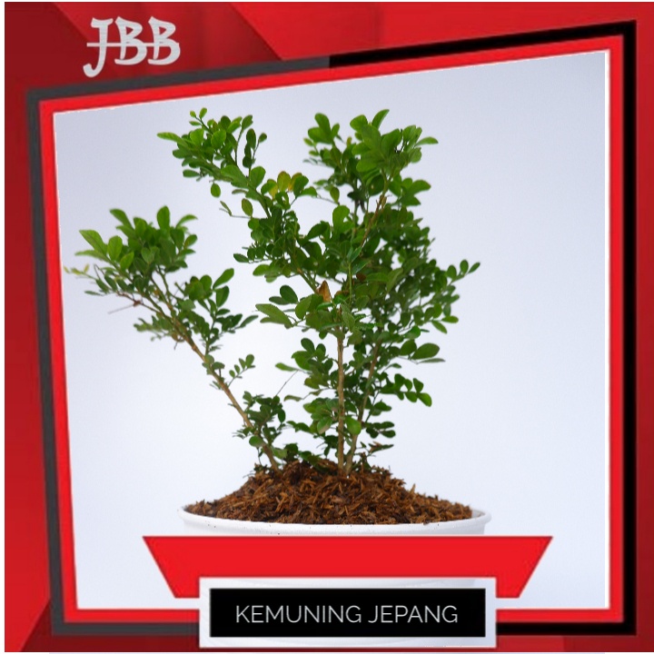 Tanaman Hias Kemuning Jepang - Bunga Kemuning Jepang