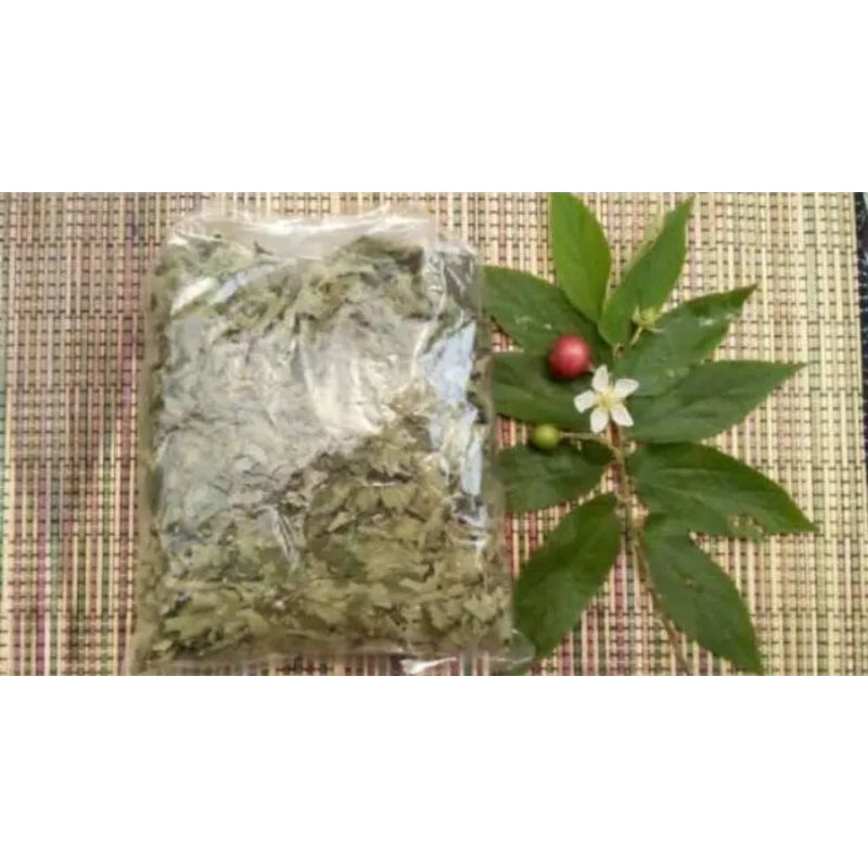 

daun kersen muntingia calabura kering