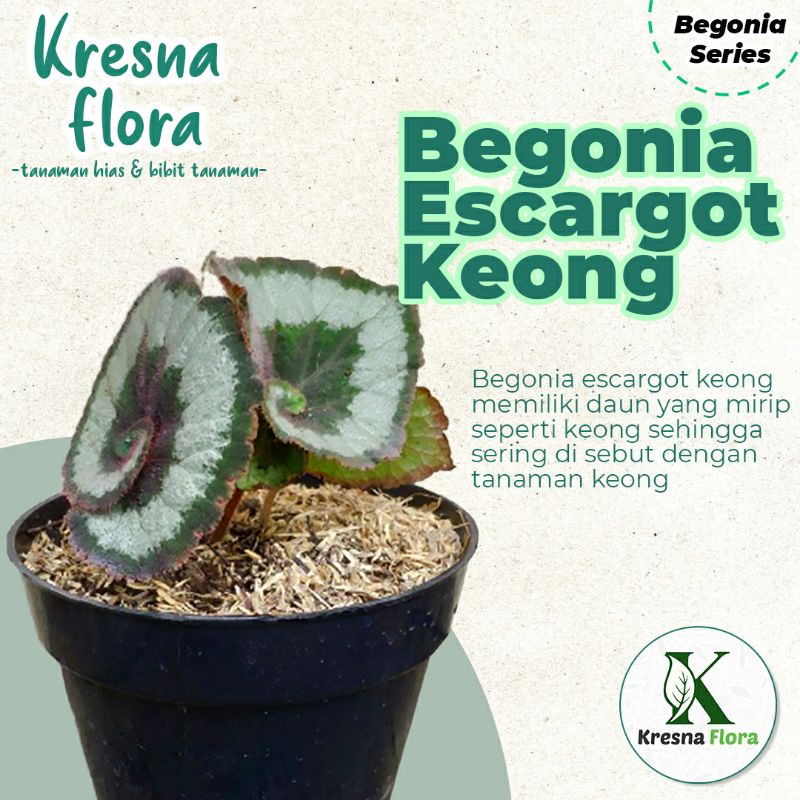 Begonia Escargot Keong