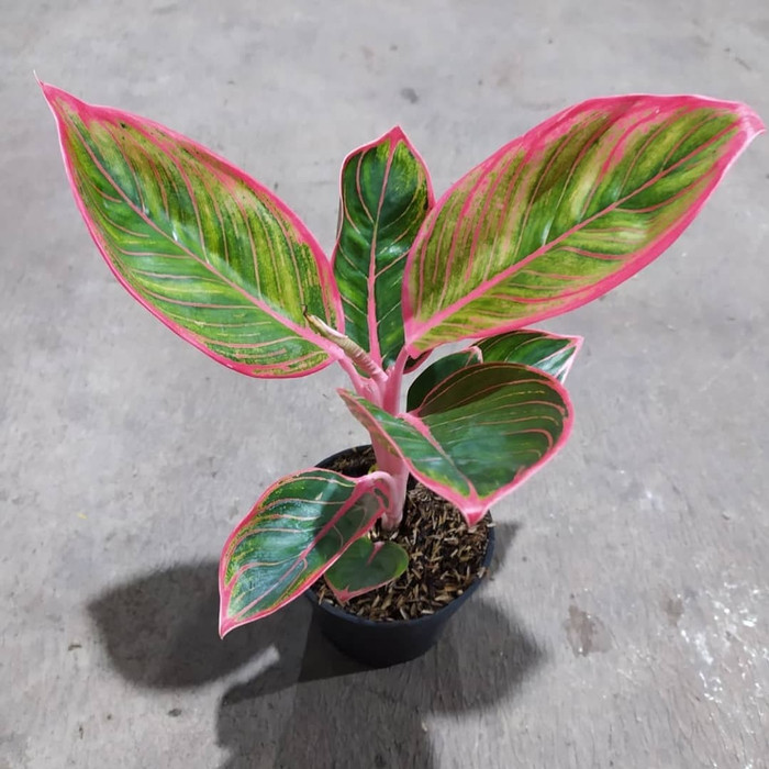 Tanaman Hias Aglonema Khanza - Aglonema lipsetik Khanza - Aglonema - Aglaomema