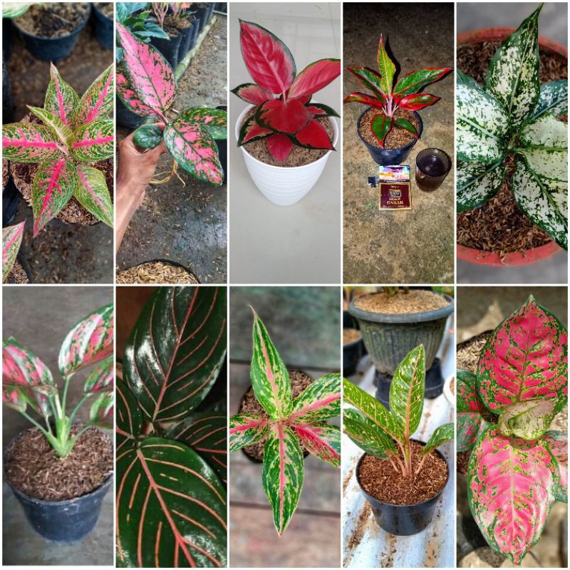 paket 10 jenis aglonema murah