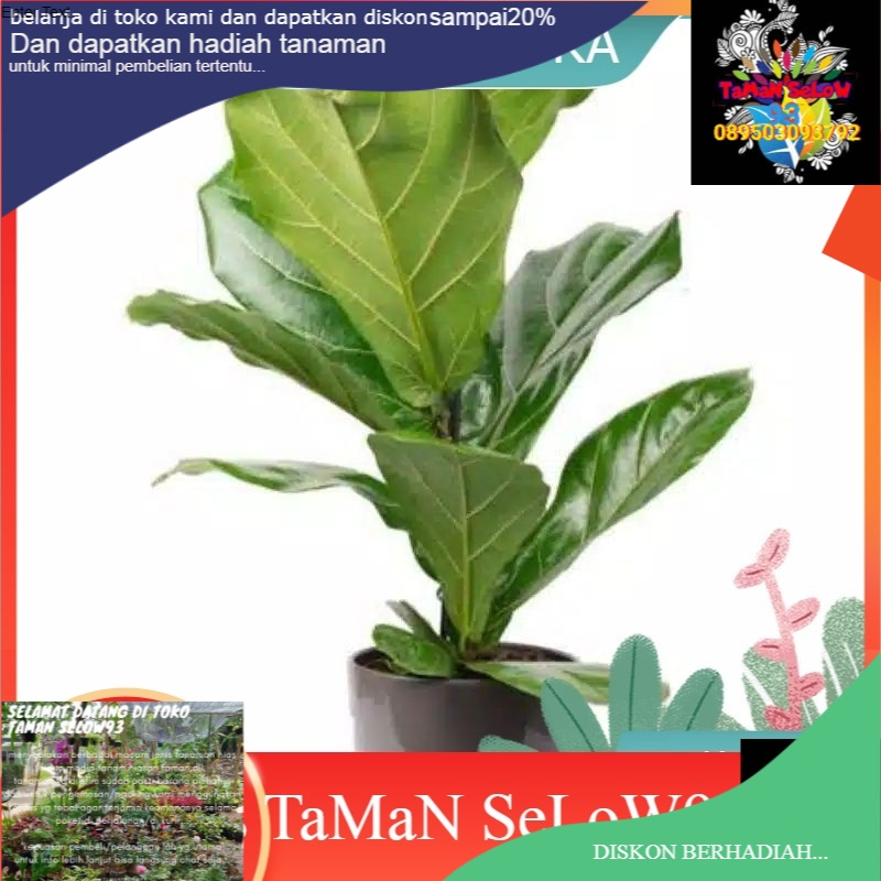 Ketapang biola cantik - pohon ketapang biola