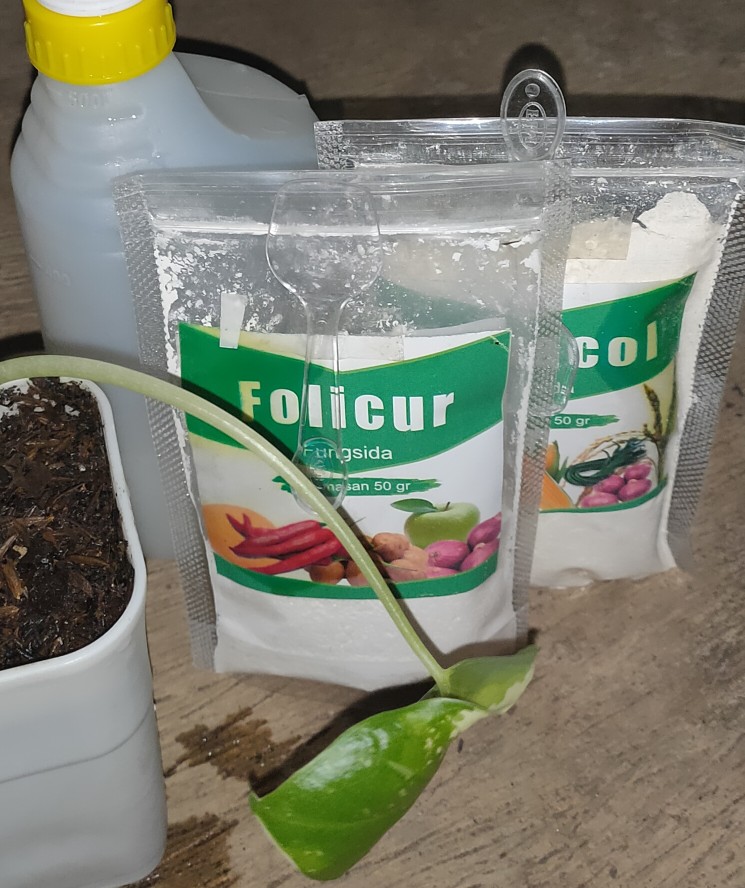 Pembasmi Hama Jamur Pada Tanaman (fungisida Antracol)