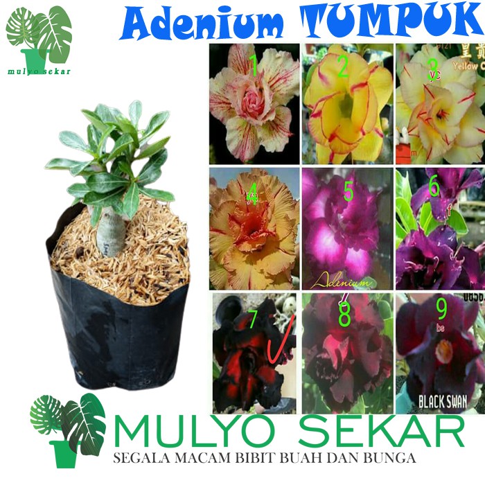 Tanaman Adenium tumpuk - Kamboja Jepang - indoor