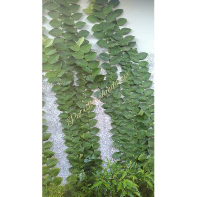 [BISA COD] tanaman rambat dolar daun besar - dolar besar - dolar daun besar - pohon dolar