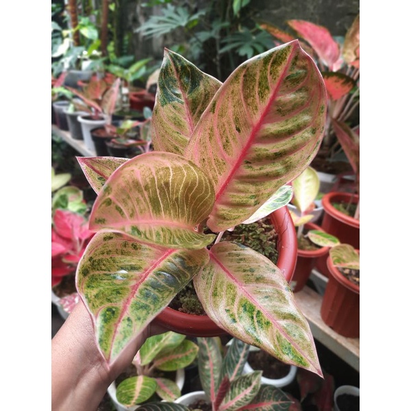 Aglonema Veronica Golden