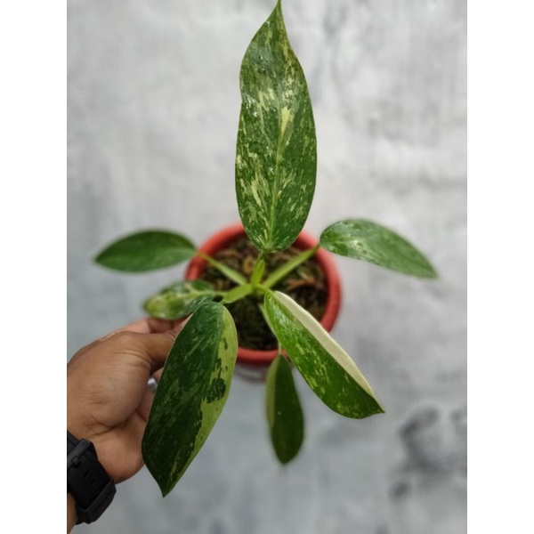 philodendron josebuono