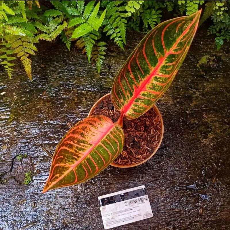 Aglaonema pride of sumatra / Aglonema pride of sumatra florist nursery / Aglonema pride of sumatra (