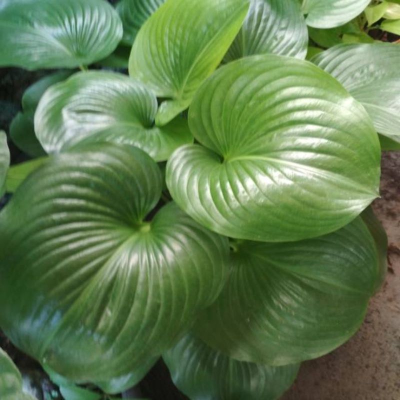 tanaman hias hosta