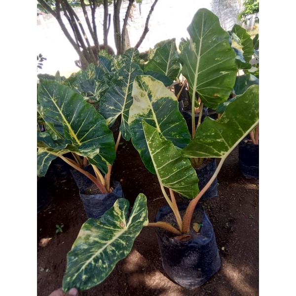 alocasia new Guinea gold - sente emas - sente kuning emas