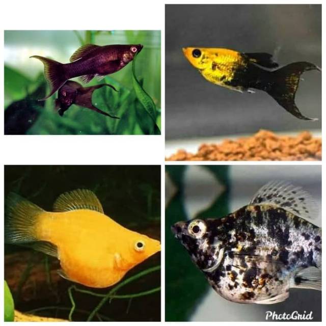 Ikan Hias Air Tawar Paket Molly Aquarium Aquascape Shopee Indonesia