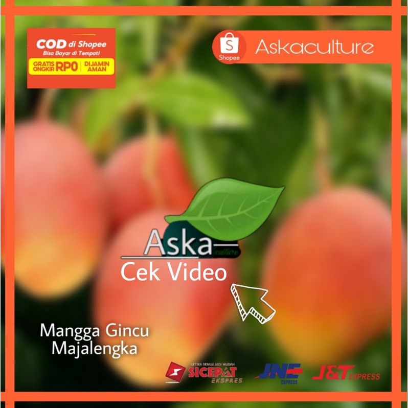 (Uk 1 Meter) Bibit Mangga Gedong Gincu MAJALENGKA Manis Segar cepat berbuah
