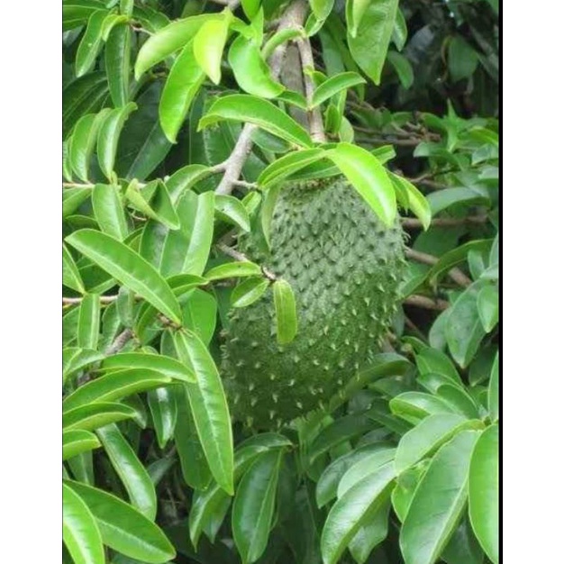 

JUAL Daun Sirsak Segar Atau Daun Nangka Walanda per lembar