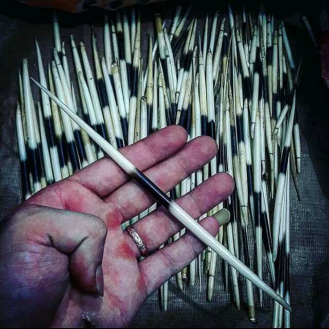 Duri Landak Bulu Landak Asli Original Kalimantan Shopee Indonesia