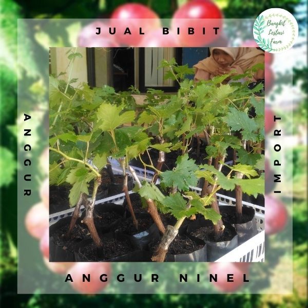 2 Bibit Anggur Ninel Super, Bibit Buah Anggur Import Ninel