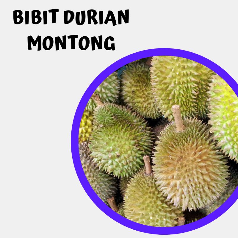 Bibit durian montong, Bibit durian montong okulasi, Bibit tanaman durian montong super / monthong su