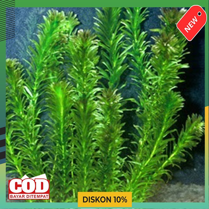 Tanaman Air Aquascape Aquarium Ganggang Air Hydrilla