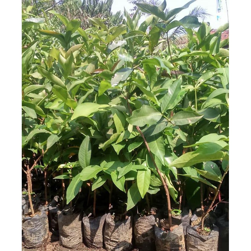 Oxy Bibit Tanaman Buah Jambu Air Citra Baru