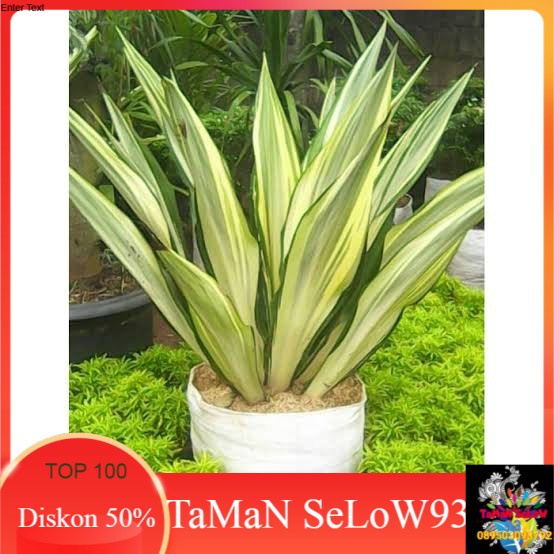tanaman hias bibit pohon agave / agave variegata