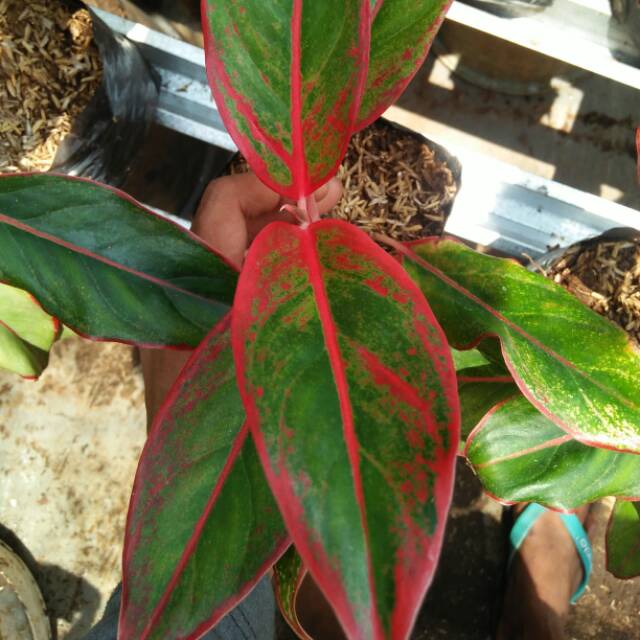 Tanaman AGLONEMA LIPSTIK MERAH | AGLONEMA LIPSTIK