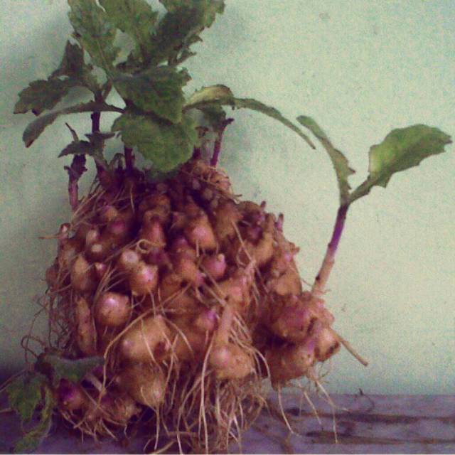 Umbi daun Dewa organik Herbal