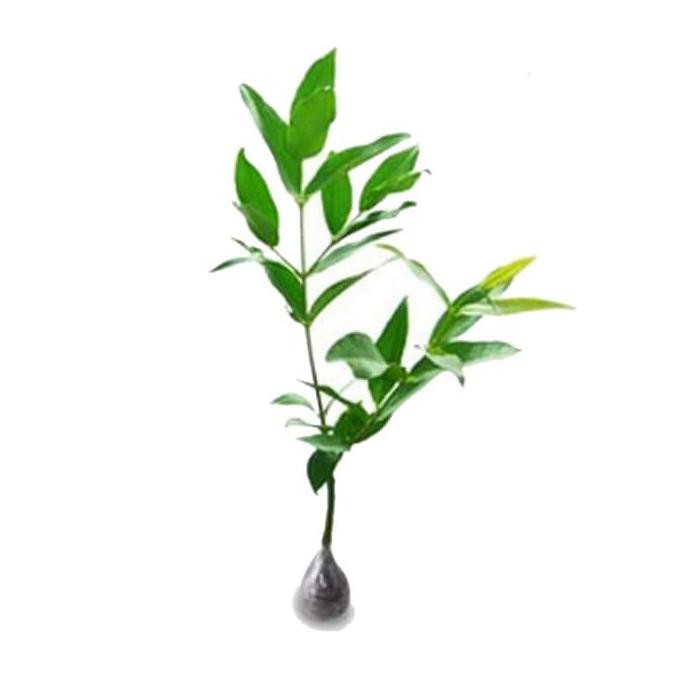 Bibit Tanaman Bibit Tanaman Buah Bibit Jambu Air Madu Deli