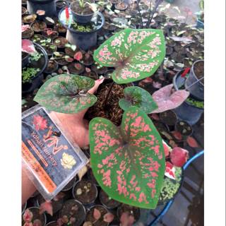 Caladium Thailand Series Hibrid 2020 Shopee Indonesia