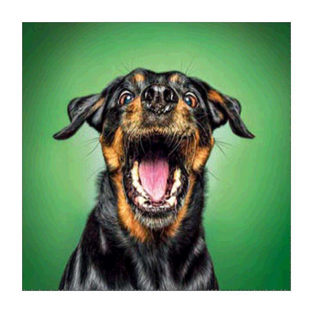 Lukisan Sulaman Berlian 5d Jahitan Bersilang Desain Anjing Warna