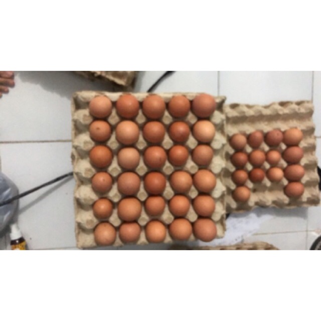 

TELOR NEGRI MURAH FRESH SETIAP HARI