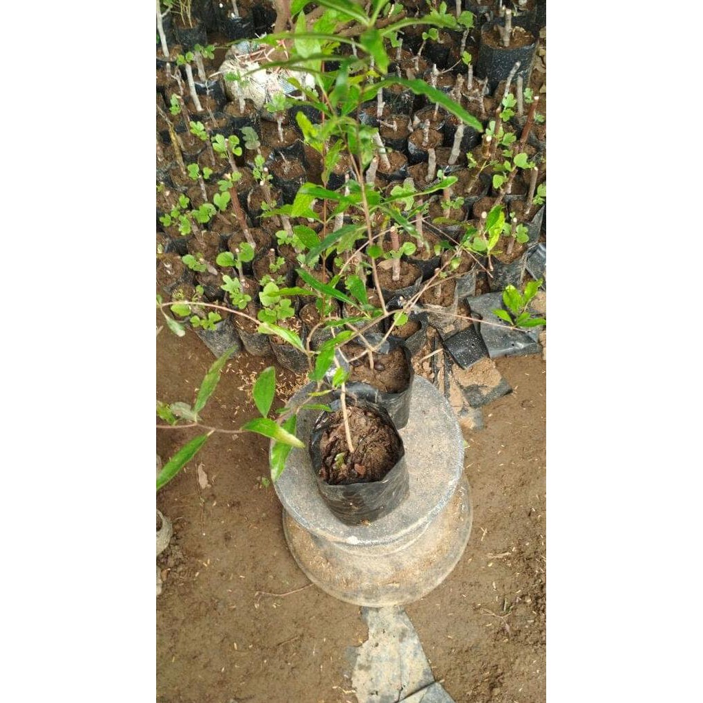 BIBIT TANAMAN BUAH DELIMA HITAM TERLARIS