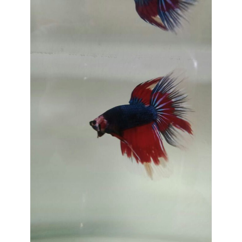 Ikan Cupang Giant HM