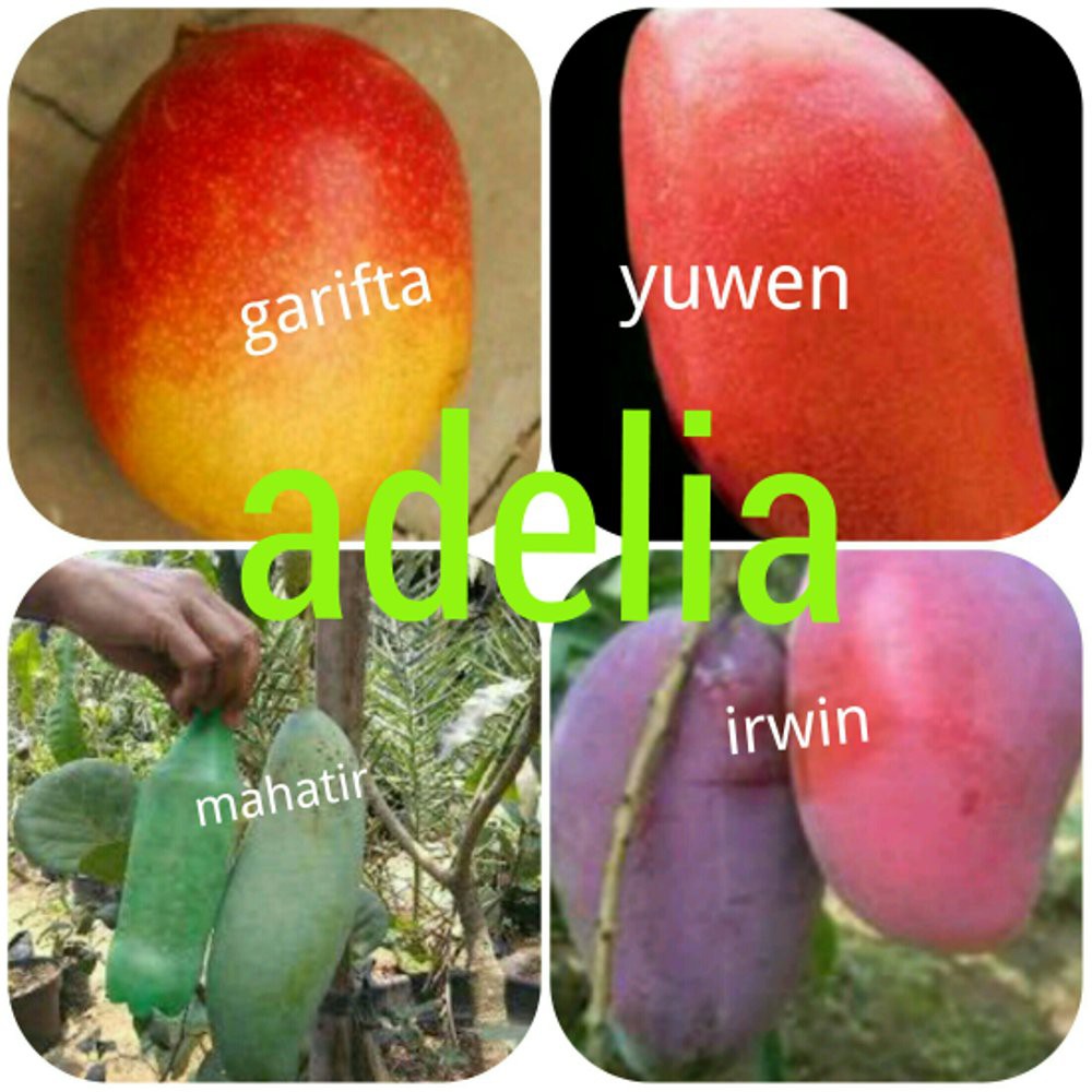 PROMO PAKET 4 BIBIT MANGGA GARIFTA YUWEN MAHATIR IRWIN
