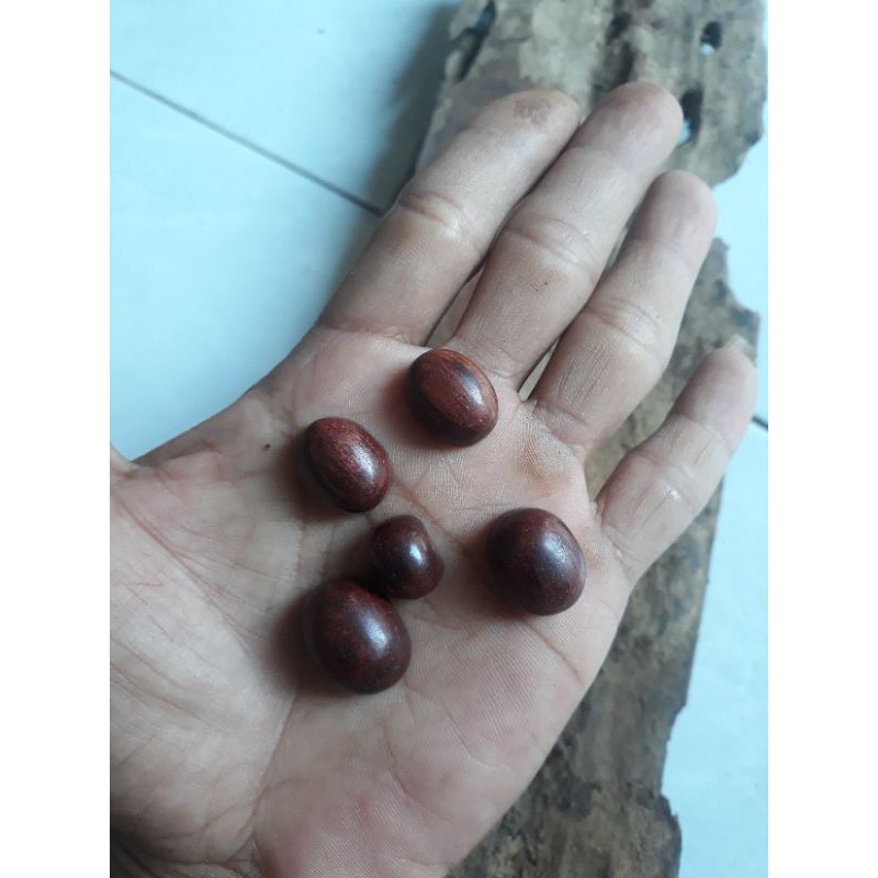 mata cicin kayu bertuah galih kelor jawa purba