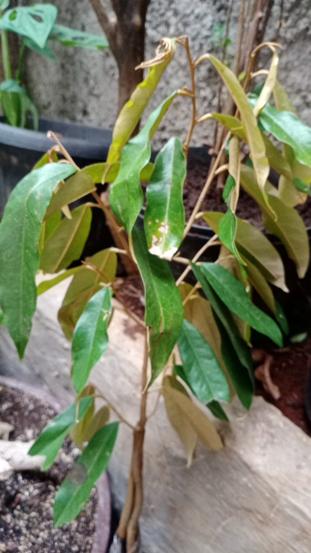 Bibit Durian Musangking Kaki Tiga