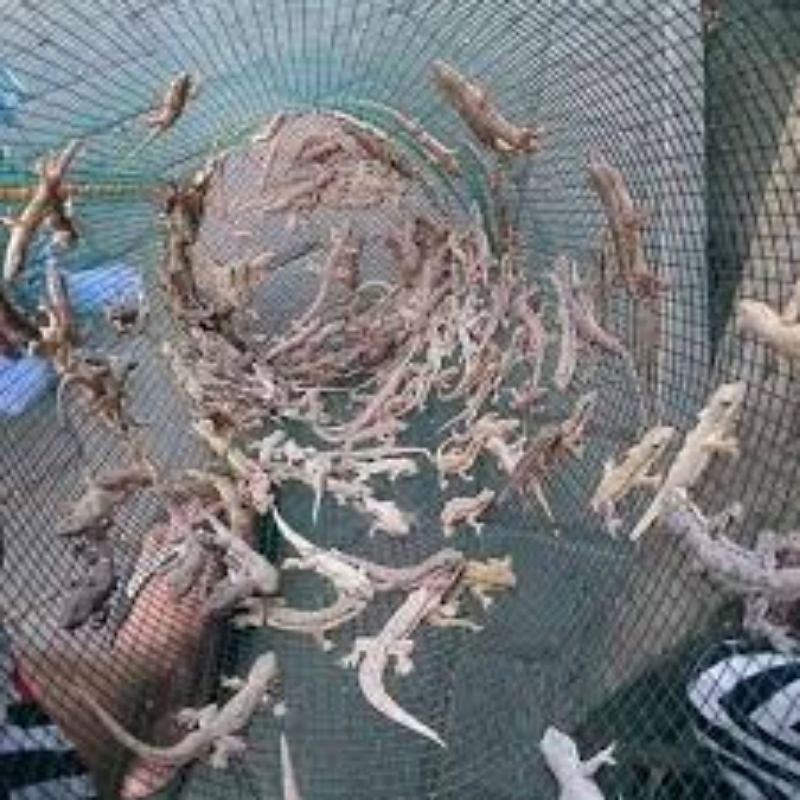 Cicak hidup pakan predator