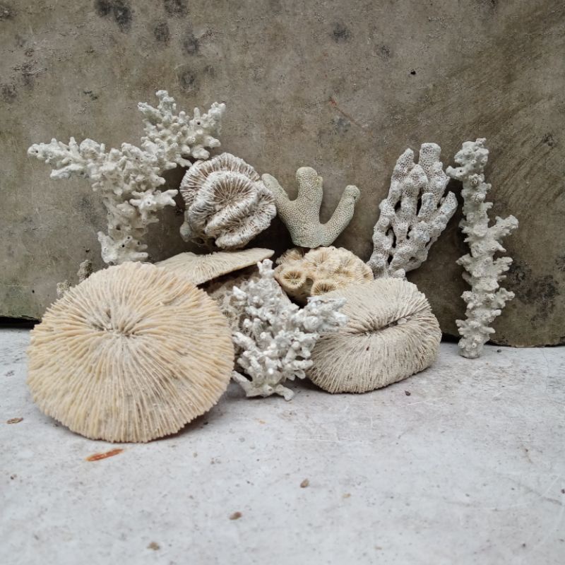 batu karang // bahan rangkai // batukarang // dekorasi aquarium // hiasan aquarium // hias aquarium 