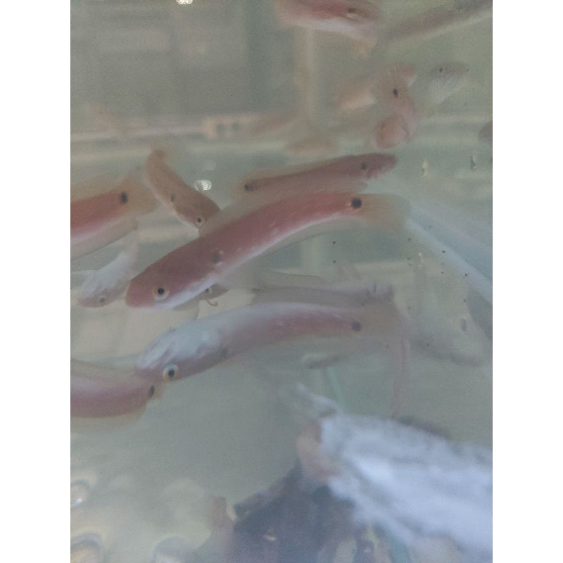 asiatica rs pure red stripe pure 8 cm