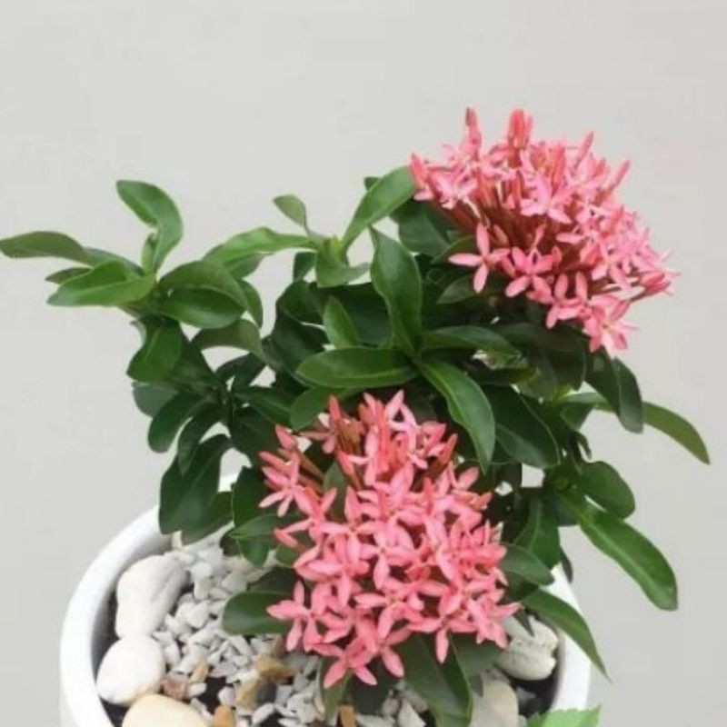 asoka mini/ asoka jambon paket 2 pohon tanaman hias berbunga