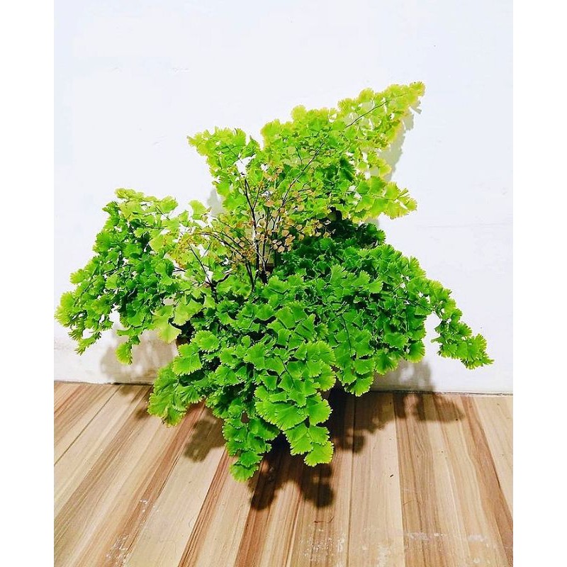 Tanaman hias Suplir boston - bibit tanaman suplir Boston - suplir keriting - tanaman hias murah