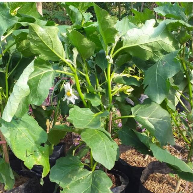 Pohon terong bulat / benih herbal / hiasan taman | Shopee Indonesia