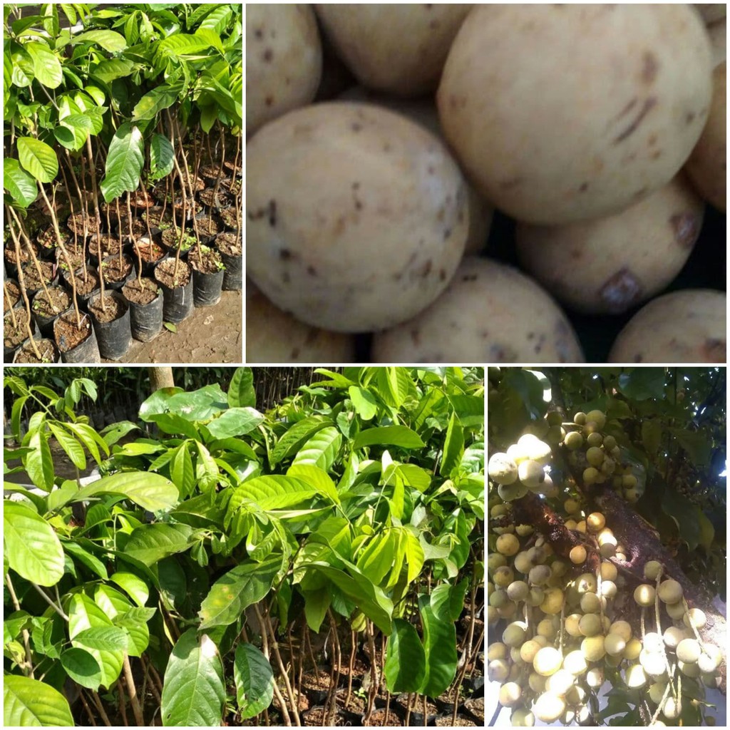 Tanaman Duku Palembang ( manis okulasi )