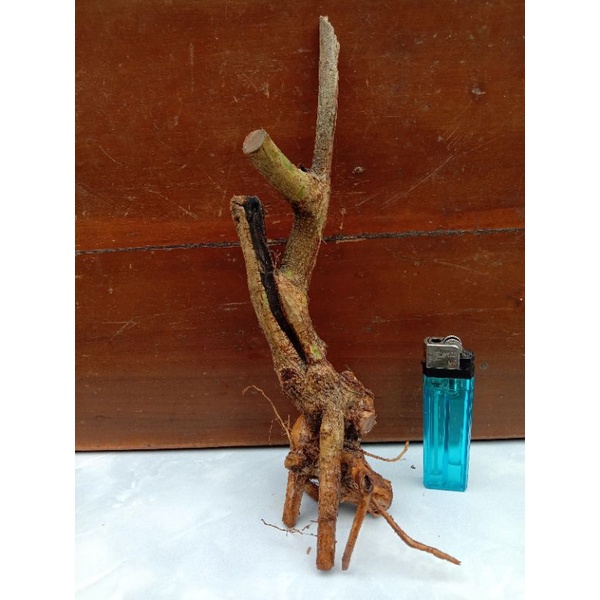 Bahan dangkelan fress bonsai lantana/tanaman lantana orange berkarakter.