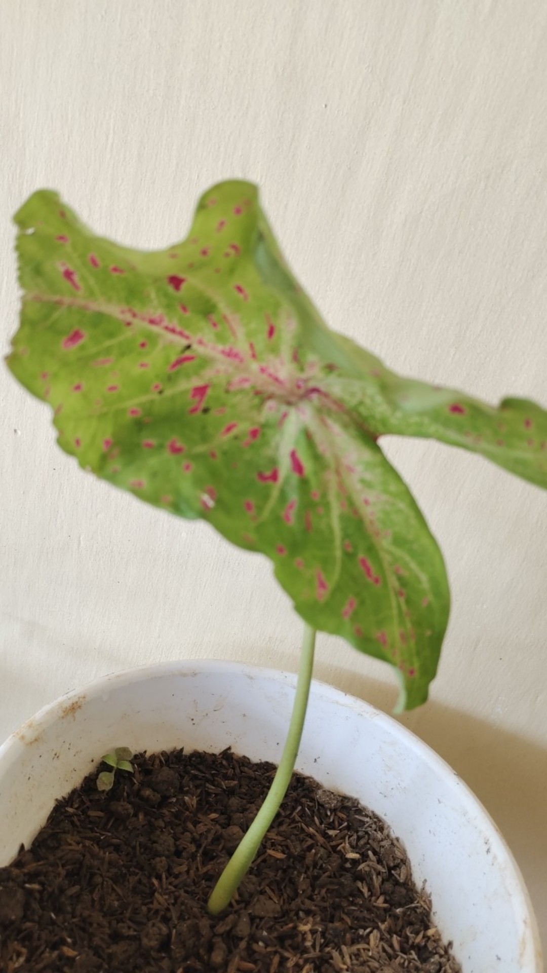 Tanaman Hias Caladium Bercak Merah Keladi Bercak Darah Garis Putih