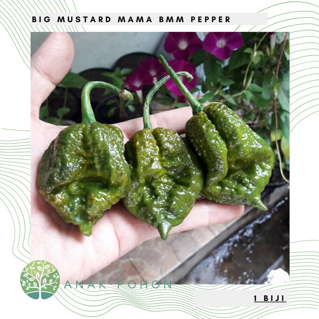 Benih Bibit Biji - Cabai Big Mustard Mama BMM Super Pedas Pepper Seeds