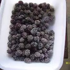 

Blackberry Frozen 100gr Frozen Fruits Blackberi Frozen