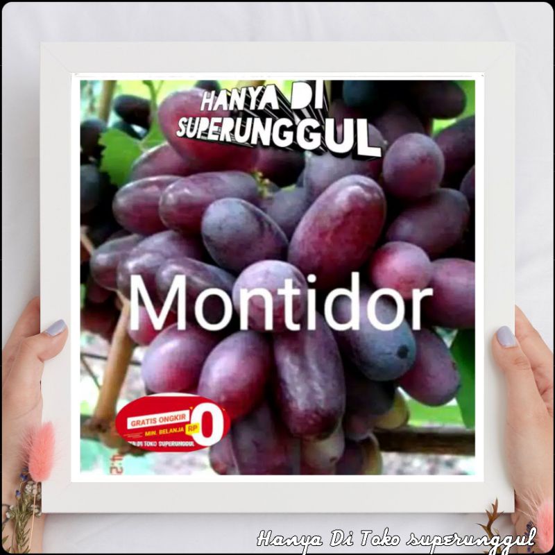 Bibit Anggur Import Jenis Montidor