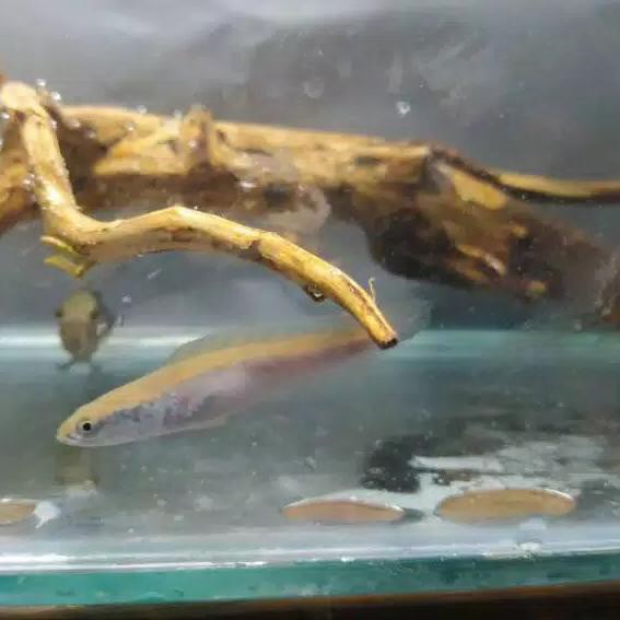 New PROMO BESAR KODE-713 Terlaris ikan Yellow channa maru sentarum 6-7 cm termurah