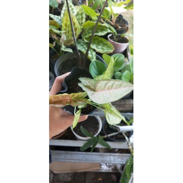 Syngonium pink robusta