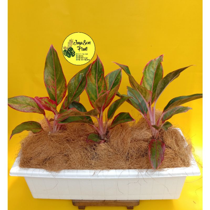 TANAMAN HIAS AGLONEMA LIPSTIK + POT PANJANG