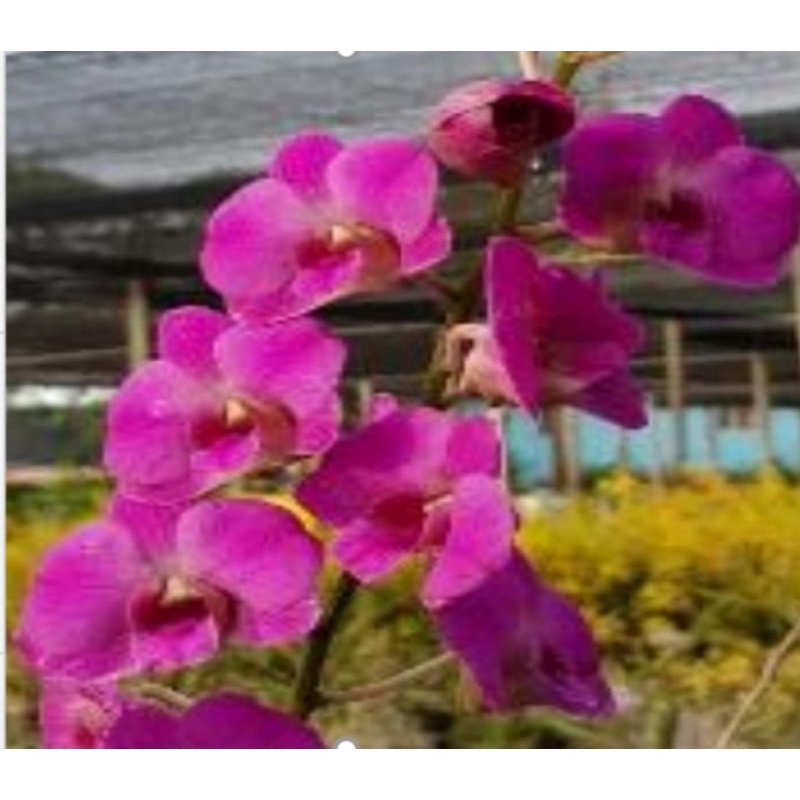 dendrobium salaya candy dewasa mini